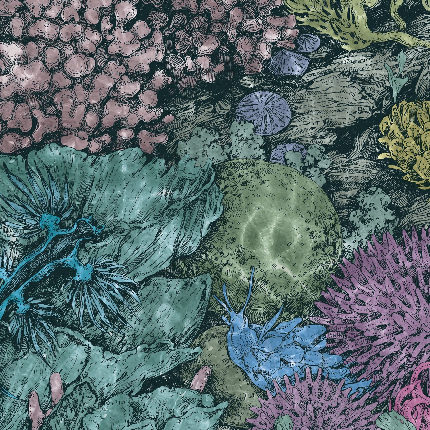 Behind the Art: Nightshade Nudibranchs