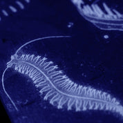 niche wraith snowboard deepsea graphic detail