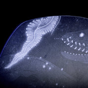 niche wraith snowboard deepsea graphic detail