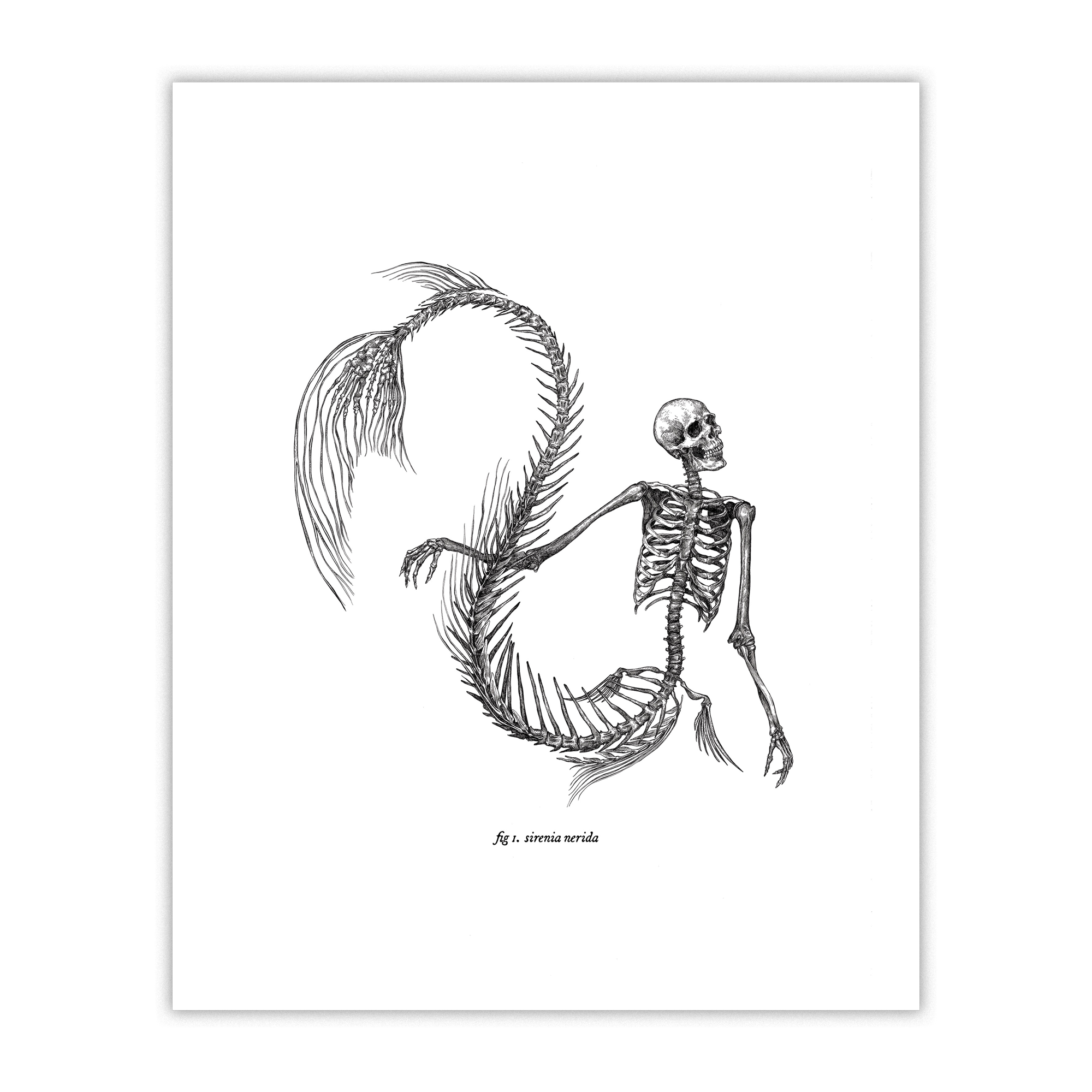 mermaid skeleton art print