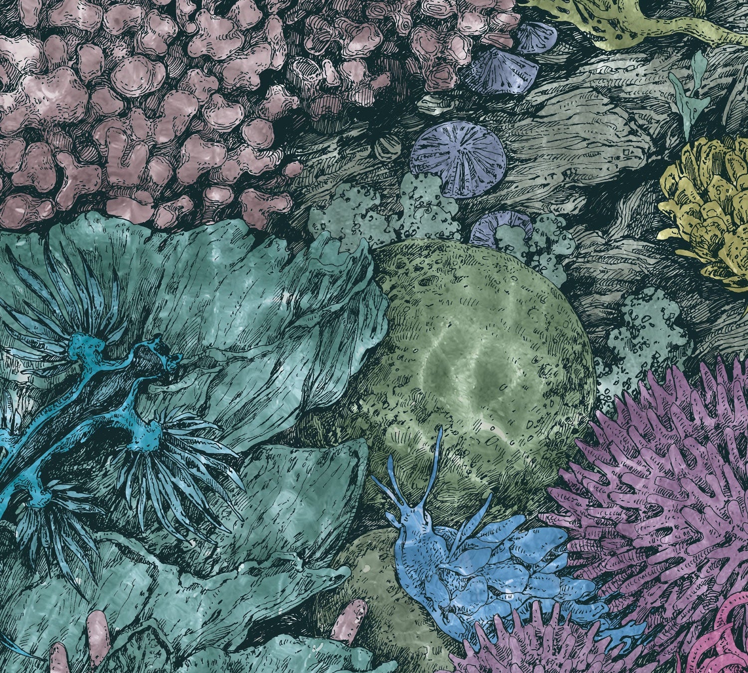 Behind the Art: Nightshade Nudibranchs