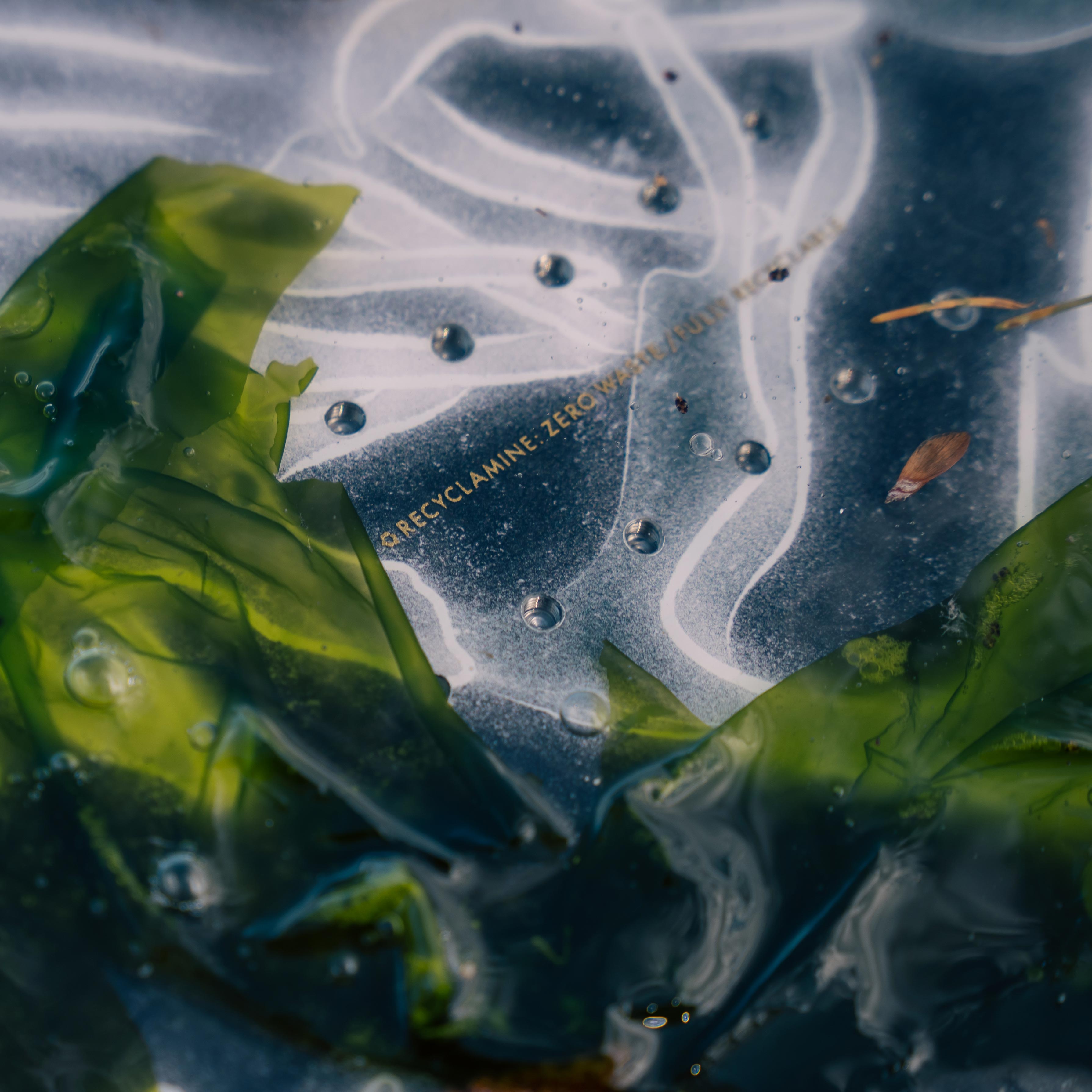 niche minx seadragon detail