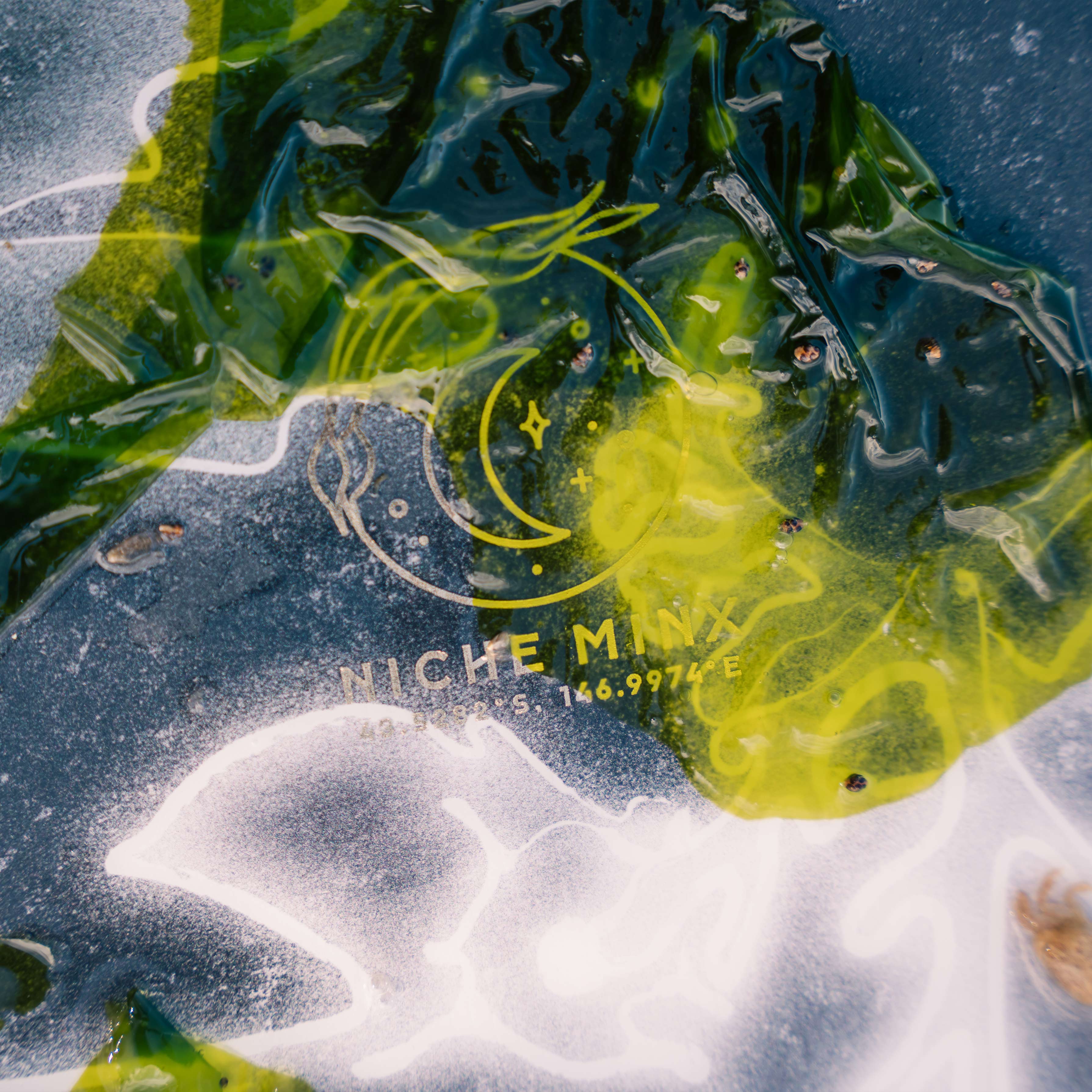 niche minx seadragon detail