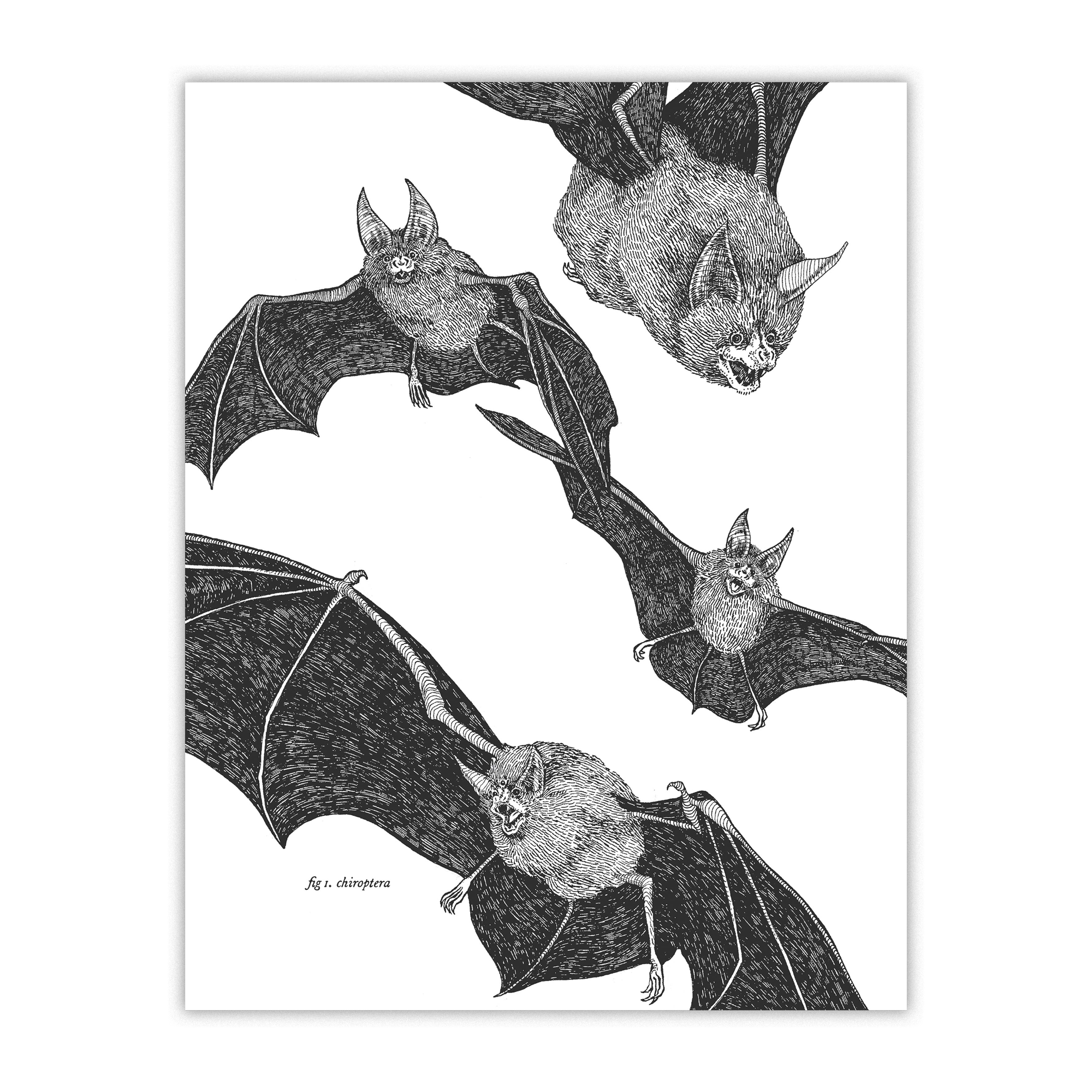 Bats Art Print | Niche Snowboards
