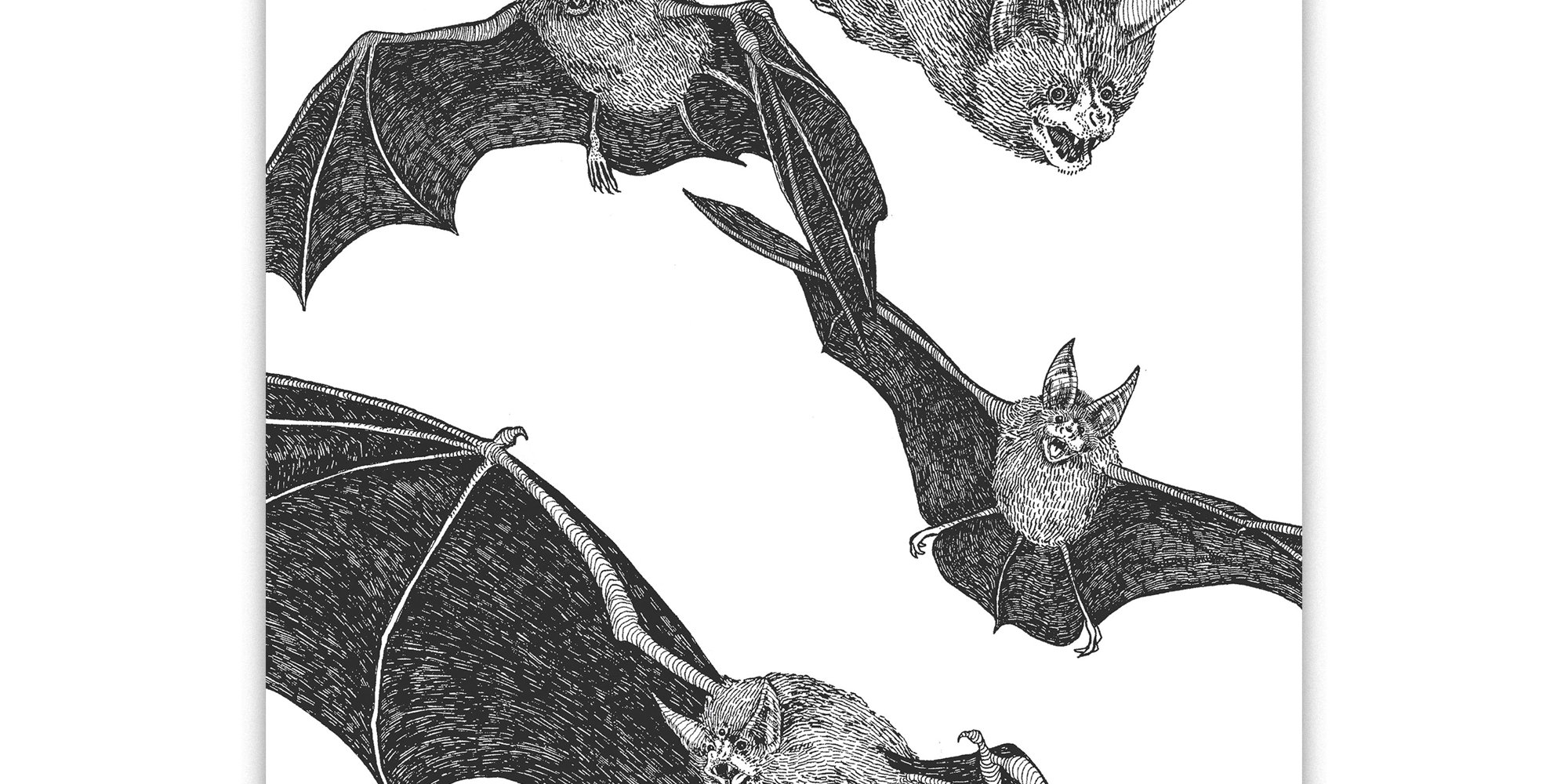 bats art print