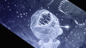 niche wraith snowboard deepsea product video