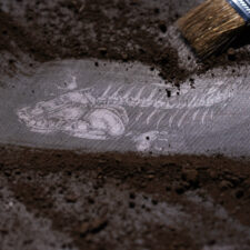 niche wraith snowboard