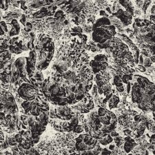 niche maelstrom fungi graphic detail